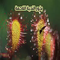 بذور الندية اللاحمة