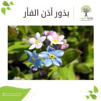 بذور أذن الفأر