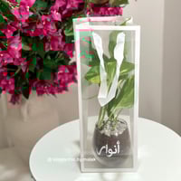 نبتة البوتس مخصصة بالاسم