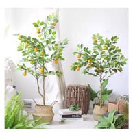 شجرة الليمون