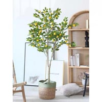 شجرة الليمون - 130 سم