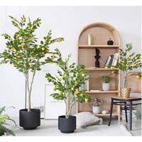 شجرة الليمون