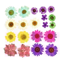 ورد مجفف مجموعة رقم 10