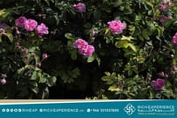 رحلة الورد الطائفي