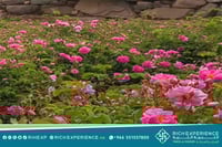 رحلة الورد الطائفي