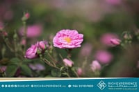 رحلة الورد الطائفي