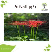 بذور المذئبة