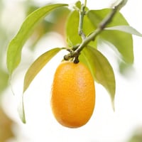 برتقال الكمكوات الملكي