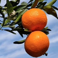 برتقال طائفي