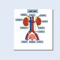 مجسم الجهاز البولي