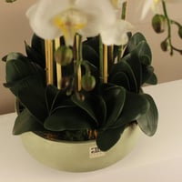 فازة أوركيد ملمس طبيعي