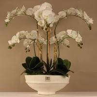 فازة اوركيد فاخرة