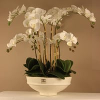 فازة اوركيد فاخرة