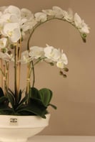 فازة اوركيد فاخرة