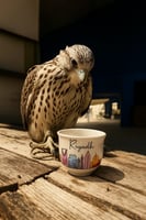 فنجال الرياض