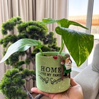 بوتس بأصيص ريفي