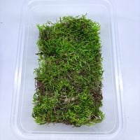 فلات موس( صغير )