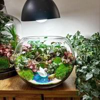 بحيره البونساي (كبير)