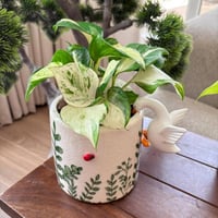 بوتس مانقولا