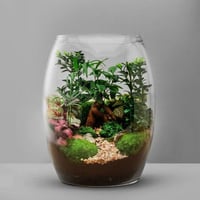 بونساي فورست