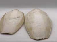 عظم حبار احجام مختلفة