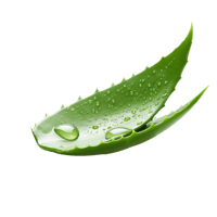 الصبار