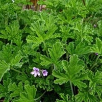 عشبة العطره التركية مجفف