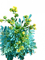 عشبة الشذاب العضوية طازج