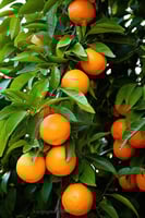 توليفة أوراق الحمضيات المجففة