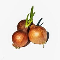 بصيلات النرجس 5 بصيلات + مركن هدية