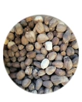 بذور شجرة البان العربي (البرقرينا ) اليسر 250 جرام