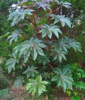 بذور الخروع للزراعة