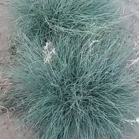 بذور الاذخر العضوي للزراعة