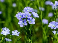 بذور الكتان للزراعة ( مستورد)