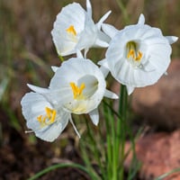 بصيلات النرجس 5 بصيلات + مركن هدية