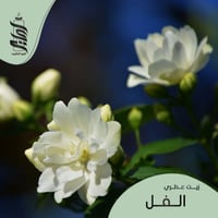 « زيت عطري الفل »