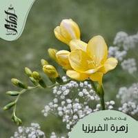« زيت عطري الفريزيا »