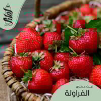 « زيت عطري الفراولة»