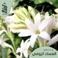 « زيت عطري المسك الرومي »