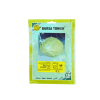 بذور ملفوف تركية