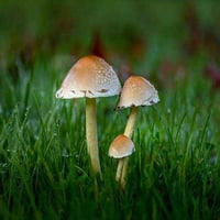 زراعة نجيل طبيعي