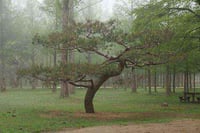 زراعة نجيل طبيعي