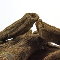 عود القسط الهندي