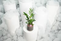 نبتة زاميا وسط