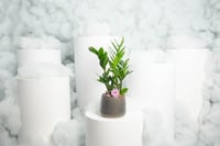 نبتة زاميا وسط