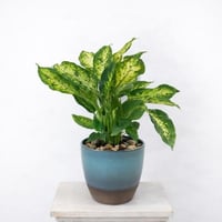 نبتة الديفيمباخيا