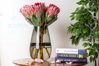 مزهرية جمال البروتيا