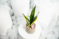 نبتة جلد الثعبان مع مركن