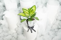 نبتة ديفمباخيا كاميلا صغير