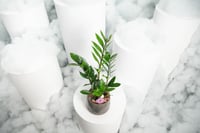 نبتة زاميا وسط